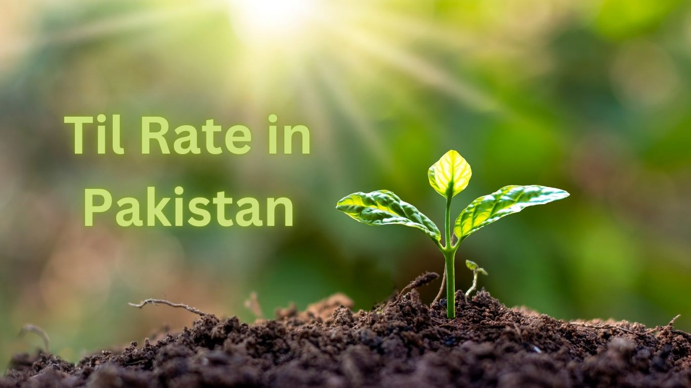 Til Rate Today in Pakistan