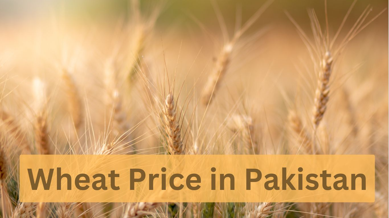 Wheat Price in Pakistan Today