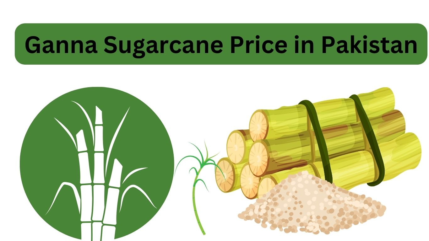 Sugarcane price in pakistan